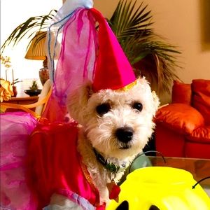 Dog Princess Dress & Hat 🐶💖